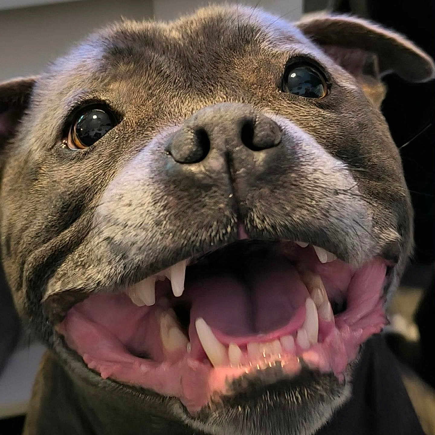 Punky participe au concours pour gagner de l'argent avec cette photo : animal, black_nose, brown_eyes, canine, close_up, companion, dog, domestic_animal, ears, excited, face, fur, happy, indoors, mouth_open, nostrils, pet, snout, teeth, tongue