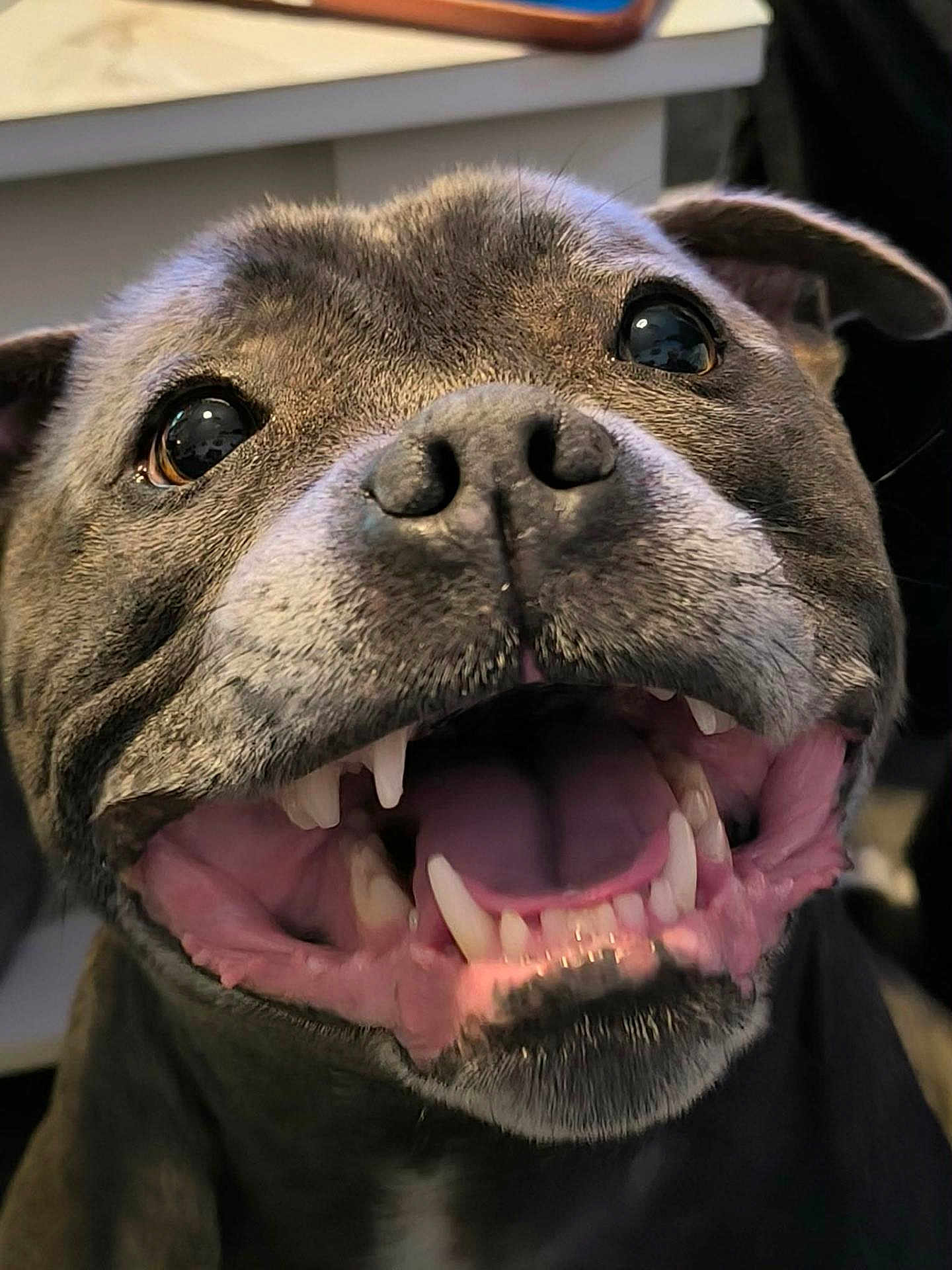 Punky participe au concours pour gagner de l'argent avec cette photo : dog, close_up, pet, canine, mouth_open, teeth, tongue, happy, excited, fur, animal, indoors, face, nostrils, ears, black_nose, brown_eyes, snout, domestic_animal, companion