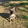dog, brown_dog, harness, outdoor, grass, dry_grass, shadow, sunlight, pet, animal, canine, nature, ground, daylight, alert, sitting, ears_up, fur, watchful, companion