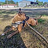 Vicky a rejoint le concours — aidez-le/la à gagner de superbes lots ! dog, grass, stick, outdoor, rural, building, tree, blue_sky, animal, pet, canine, leisure, nature, daylight, playful, collar, lying_down, watching, field, sunlight