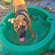 Vicky participe au concours pour gagner de l'argent avec cette photo : dog, puppy, water, pool, outdoor, playground, plastic_pool, tongue_out, happy, pet, animal, gravel, sunlight, harness, playful, summer, green, brown_dog, young_dog, daytime