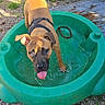 dog, puppy, water, pool, outdoor, playground, plastic_pool, tongue_out, happy, pet, animal, gravel, sunlight, harness, playful, summer, green, brown_dog, young_dog, daytime