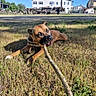 Vicky participe au concours pour gagner de l'argent avec cette photo : dog, grass, stick, outdoor, sunny, playful, animal, canine, field, daytime, brown_dog, collar, nature, chewing, rural, building, woodpile, blue_sky, shadow, ground