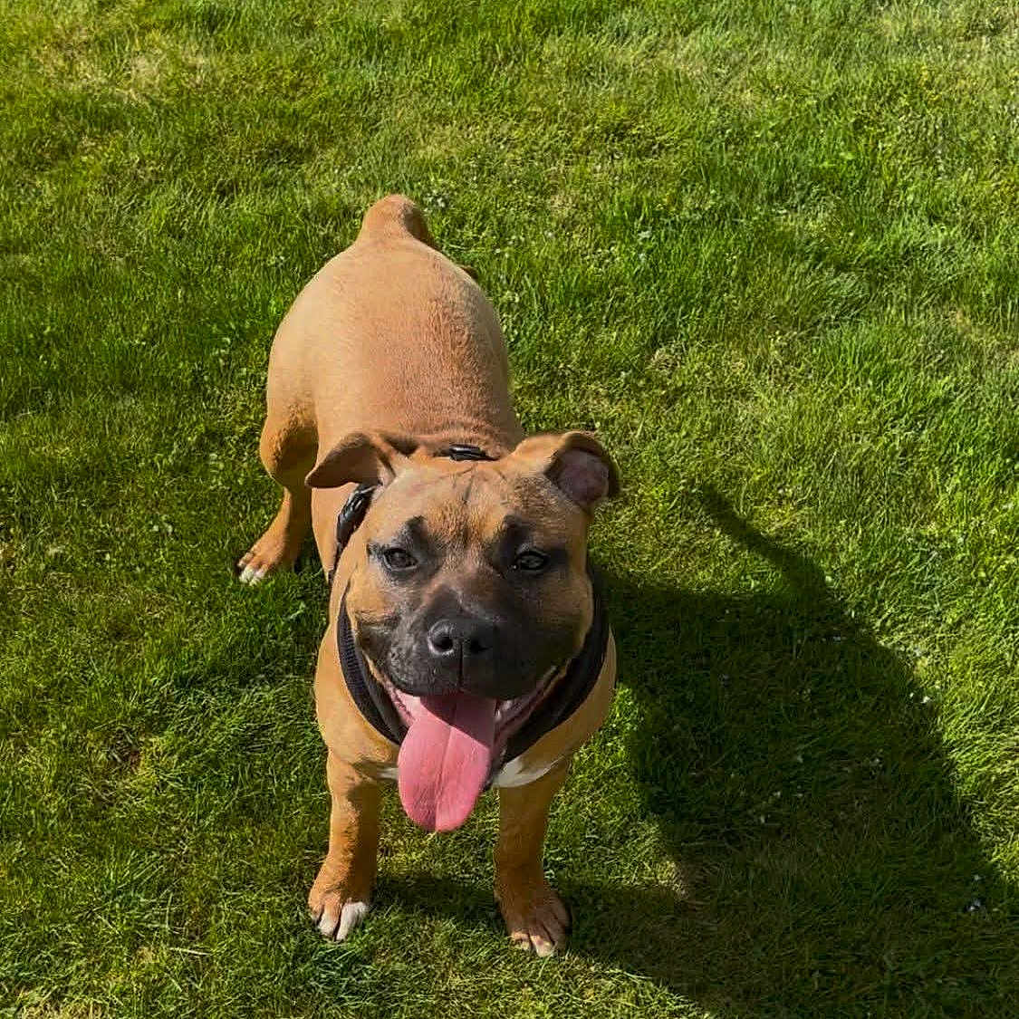 Vicky a rejoint le concours — aidez-le/la à gagner de superbes lots ! dog, pet, grass, outdoor, sunlight, happy, tongue_out, canine, animal, nature, summer, playful, brown_dog, shadow, collar, mammal, friendly, daytime, standing, cute
