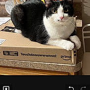 Phin is registered to the contest to win money with this photo: animal, black_and_white, cardboard_box, cat, countertop, cute, domestic_cat, ears, eyes, feline, flower_arrangement, home_decor, indoor, kitchen, orange_flowers, pet, relaxed, table, tile_wall, whiskers