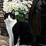 animal, arched_window, black_and_white, cat, closeup, curious, daisies, domestic_animal, feline, flora, flowers, nature, outdoor, pet, plant, portrait, sitting, stone_surface, stone_wall, window