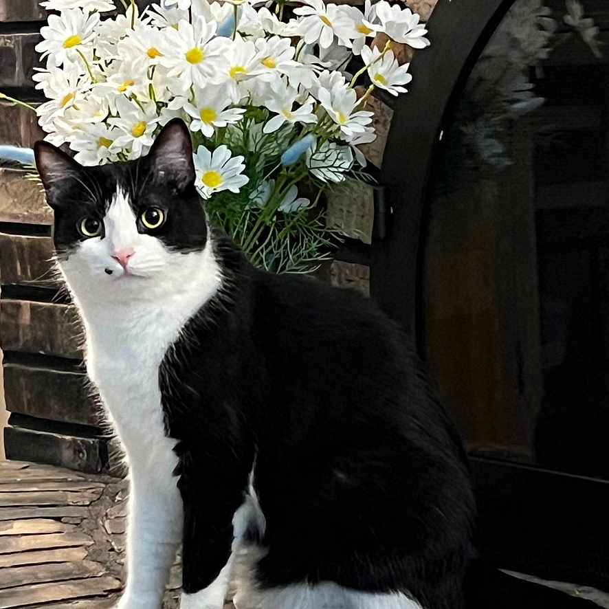 Phin joined the competition — help win amazing prizes! animal, arched_window, black_and_white, cat, closeup, curious, daisies, domestic_animal, feline, flora, flowers, nature, outdoor, pet, plant, portrait, sitting, stone_surface, stone_wall, window