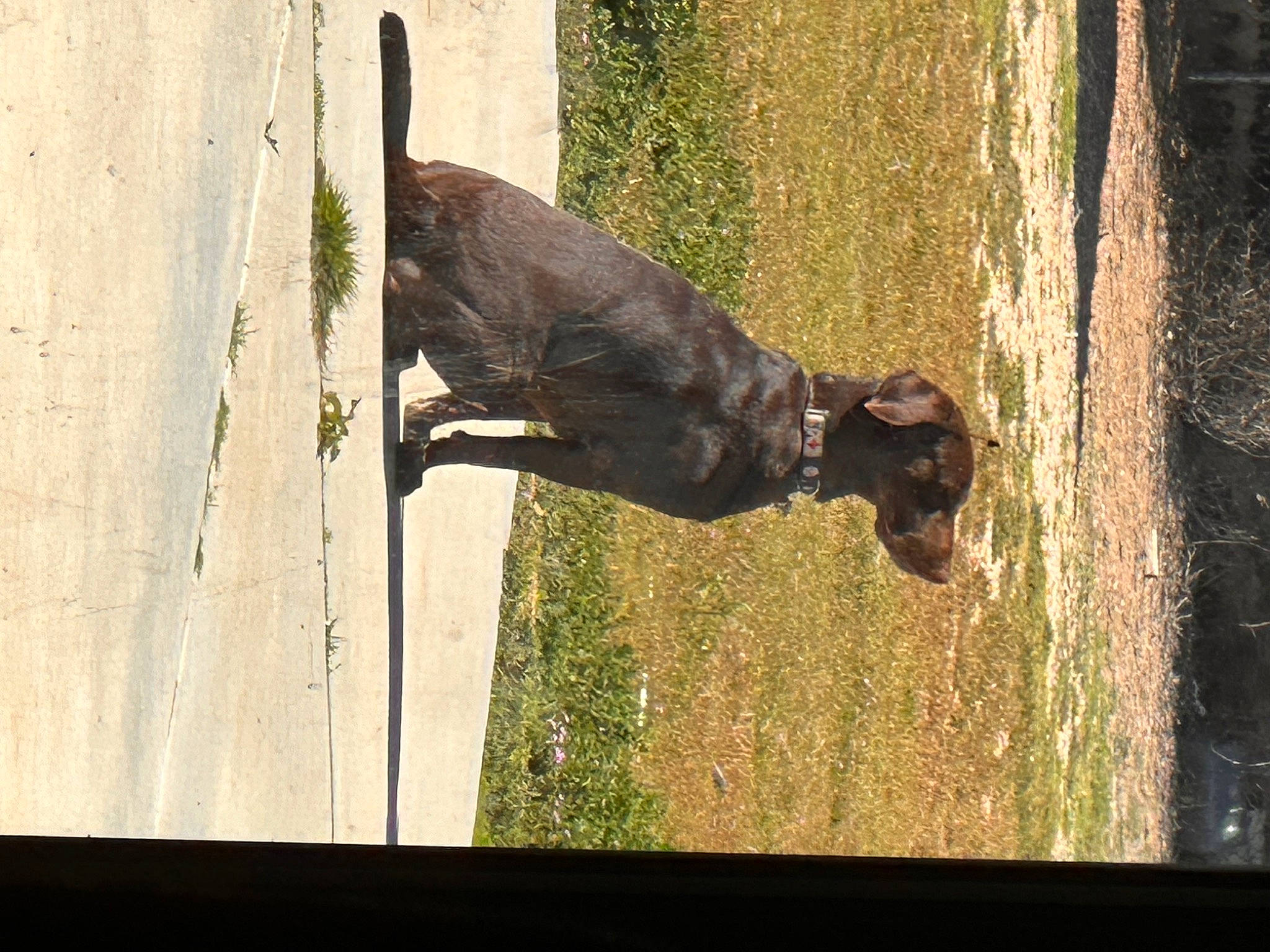 Beau joined the competition — help win amazing prizes! canidae, carnivore, dog, dog_breed, dog_collar, door_handle, fawn, liver, mammal, pet_supply, sculpture, snout, sporting_group, tail, terrestrial_animal, tints_and_shades, water, window, wood, working_animal