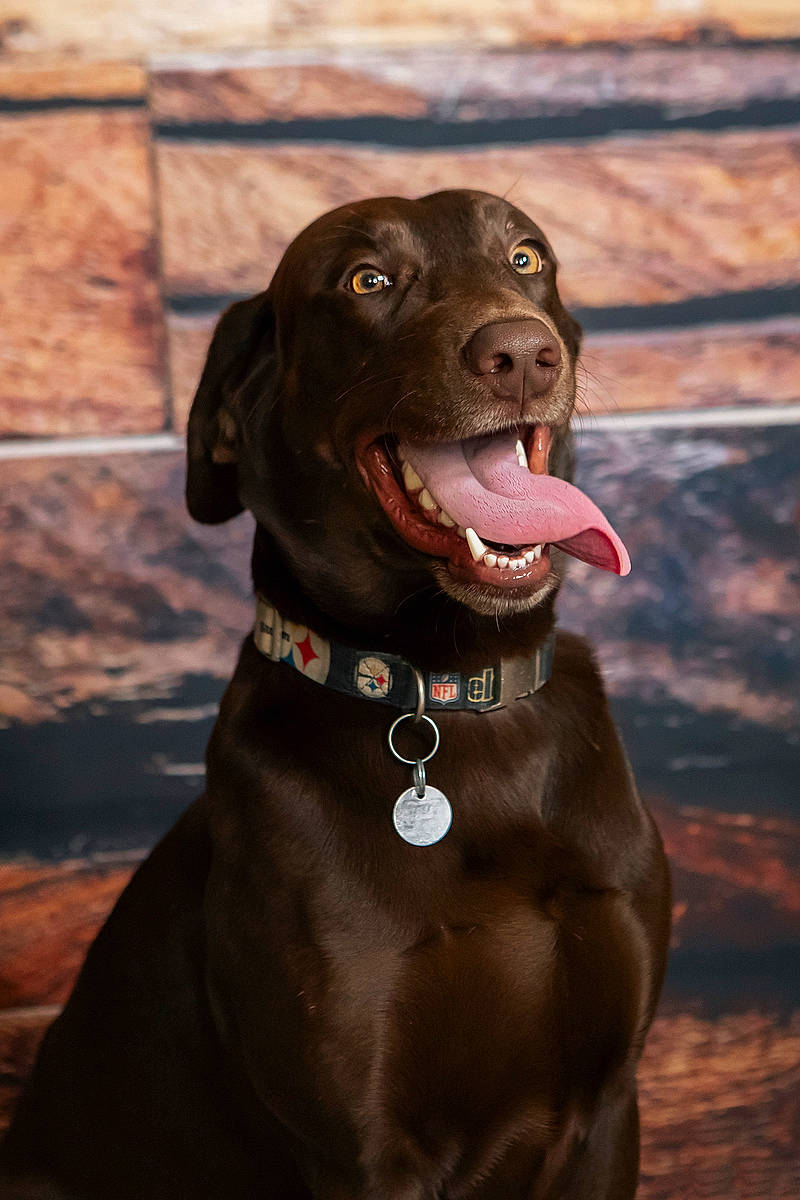 Beau joined the competition — help win amazing prizes! borador, canidae, carnivore, collar, companion_dog, dog, dog_breed, dog_collar, fawn, guard_dog, gun_dog, hunting_dog, liver, pet_supply, retriever, snout, sporting_group, whiskers, working_animal, working_dog