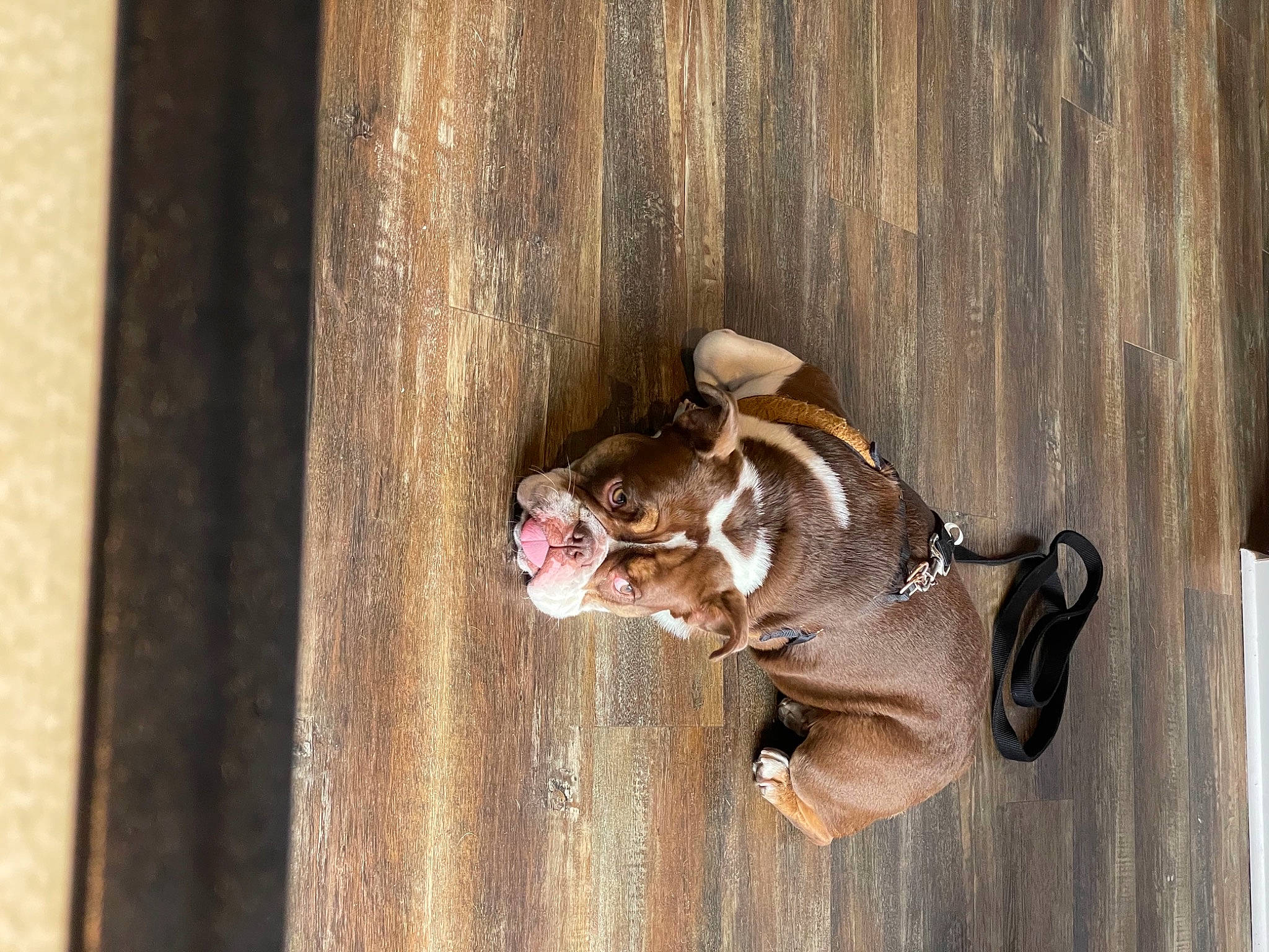 Rona is registered to the contest to win money with this photo: carnivore, collar, dog, dog_breed, fawn, felidae, hardwood, hat, leash, liver, pet_supply, small_to_medium_sized_cats, sporting_group, sunglasses, tail, terrestrial_animal, whiskers, window, wood, working_animal