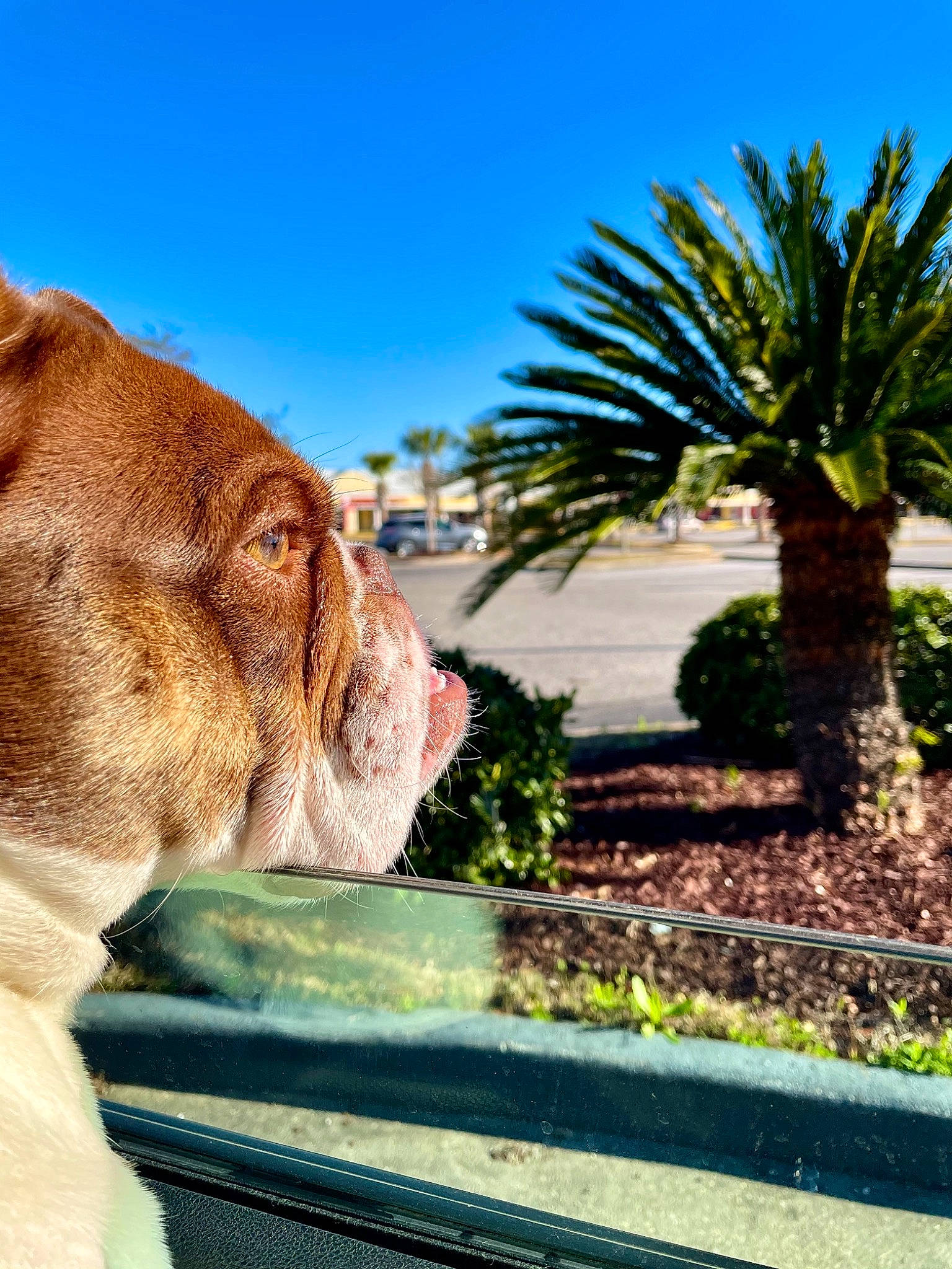 Rona joined the competition — help win amazing prizes! arecales, big_cats, carnivore, companion_dog, dog, dog_breed, fawn, felidae, grass, landscape, lion, liver, plant, sky, small_to_medium_sized_cats, terrestrial_animal, tree, whiskers, working_animal, wrinkle