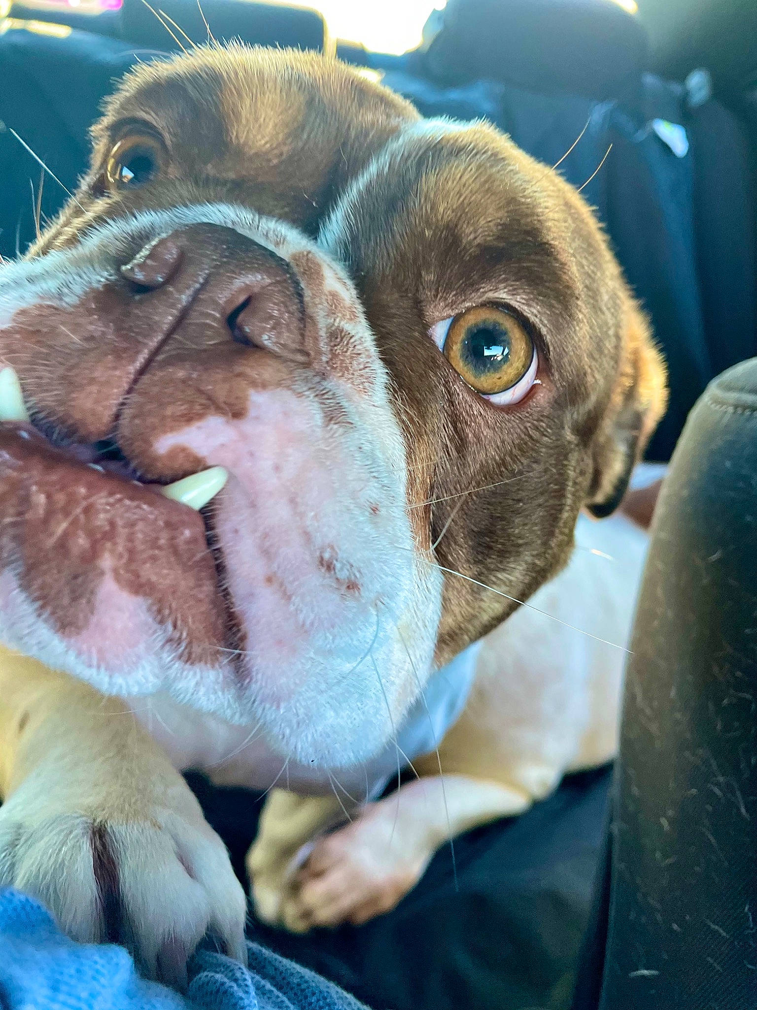 Rona joined the competition — help win amazing prizes! bulldog, canidae, carnivore, close_up, collar, companion_dog, dog, dog_breed, dog_collar, fawn, fur, liver, molosser, snout, sporting_group, terrestrial_animal, whiskers, working_animal, working_dog, wrinkle