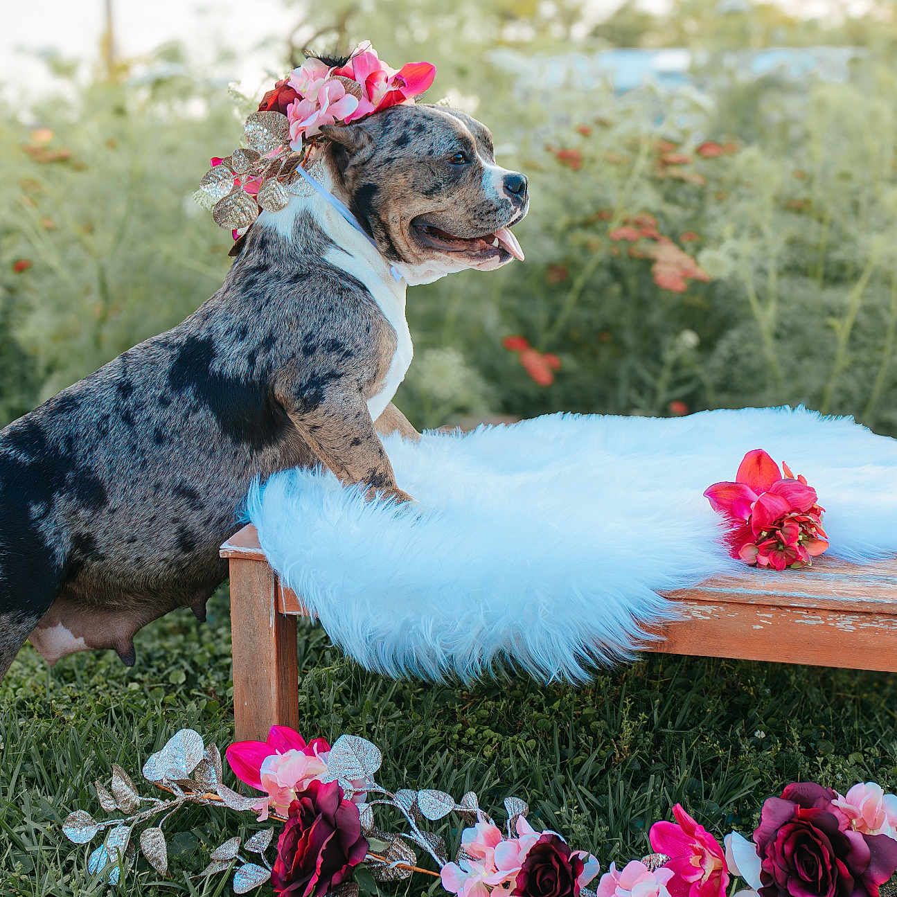 Nova is registered to the contest to win money with this photo: animal, bench, canine, colorful, decor, dog, flower_crown, flowers, fluffy, fur, garden, grass, greenery, leafy, nature, outdoor, pet, portrait, spring, wood