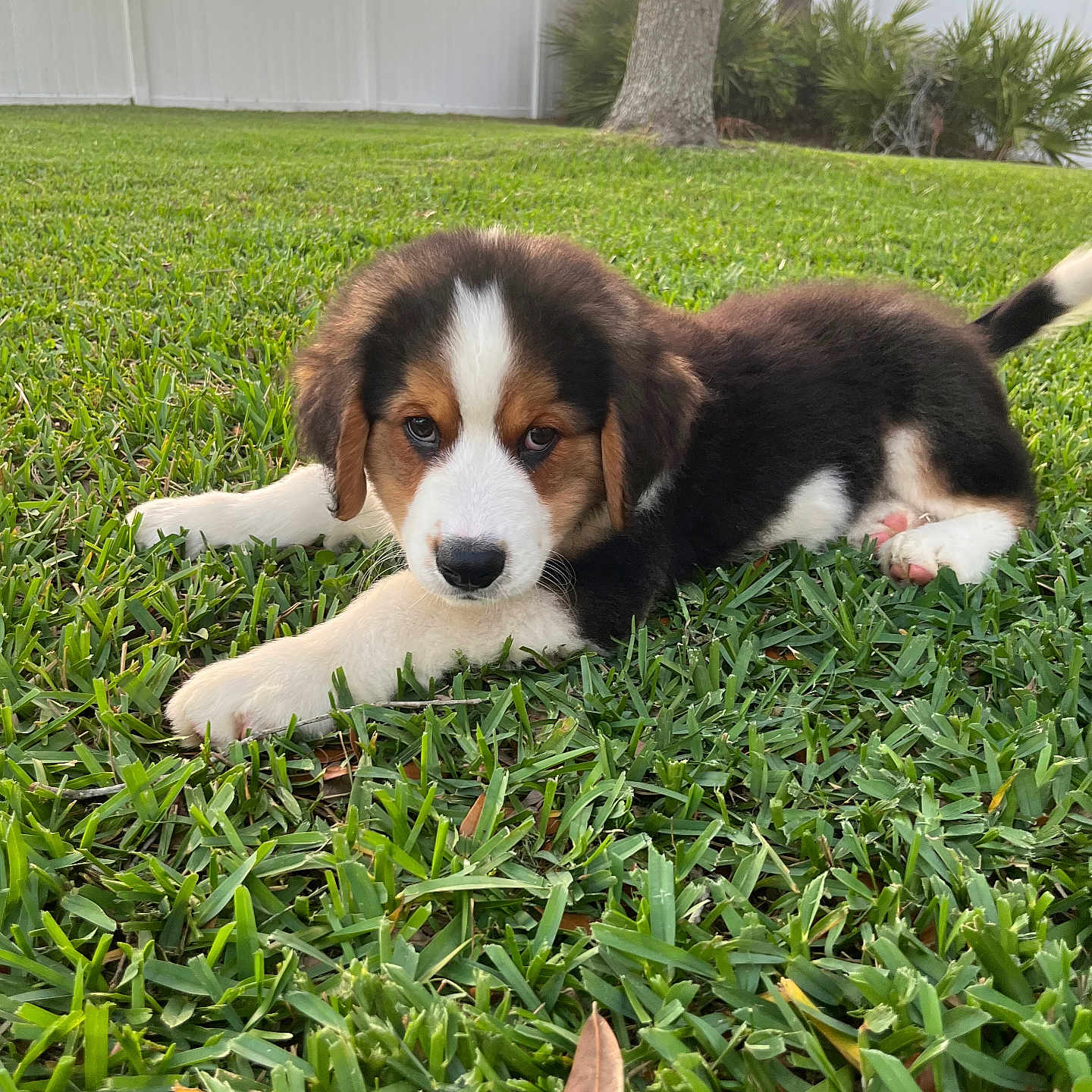 Benny is registered to the contest to win money with this photo: animal, backyard, ball, canine, dog, field, grass, grassland, hound, lawn, nature, outdoors, pet, plant, puppy, sport, tennis, tennisball, vegetation, yard