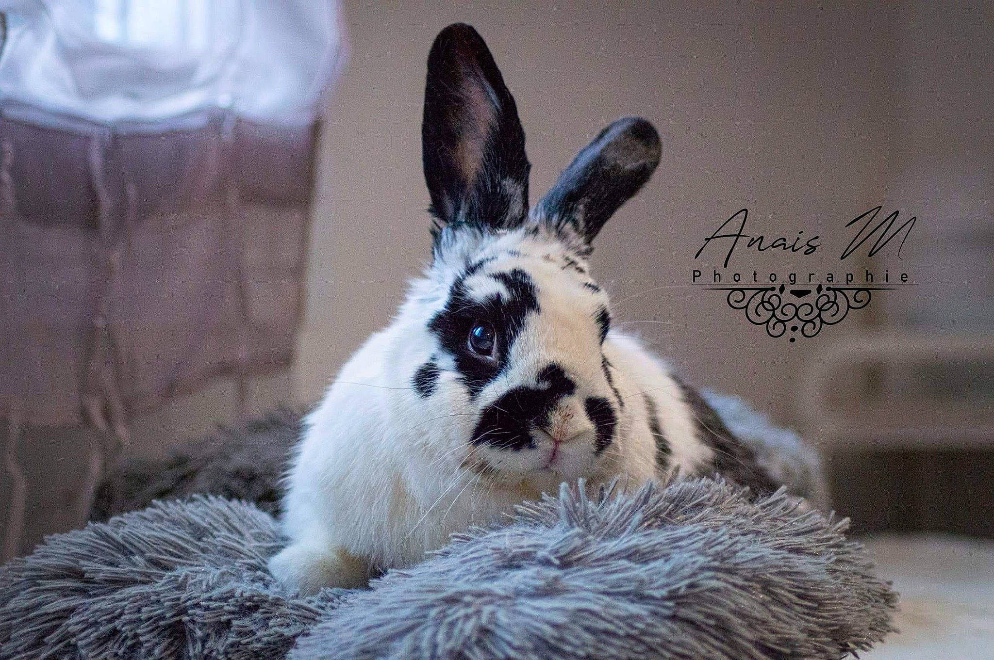 Neige a rejoint le concours — aidez-le/la à gagner de superbes lots ! domestic_rabbit, ear, hare, plant, rabbit, rabbits_and_hares, snout, whiskers, wildlife