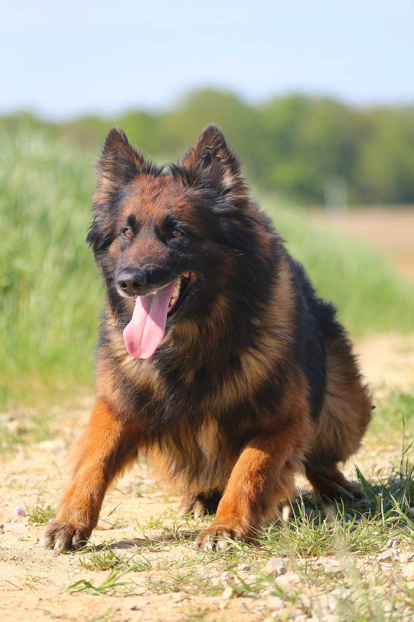 Intox participe au concours pour gagner de l'argent avec cette photo : biting, canidae, canis, carnivore, companion_dog, dog, dog_breed, german_shepherd_dog, grass, grassland, guard_dog, herding_dog, king_shepherd, old_german_shepherd_dog, sky, snout, sporting_group, terrestrial_animal, working_dog