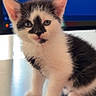 kitten, cat, black_and_white, feline, pet, indoor, curious, cute, small, fur, whiskers, ears, paws, young, animal, mammal, portrait, sitting, domestic, closeup