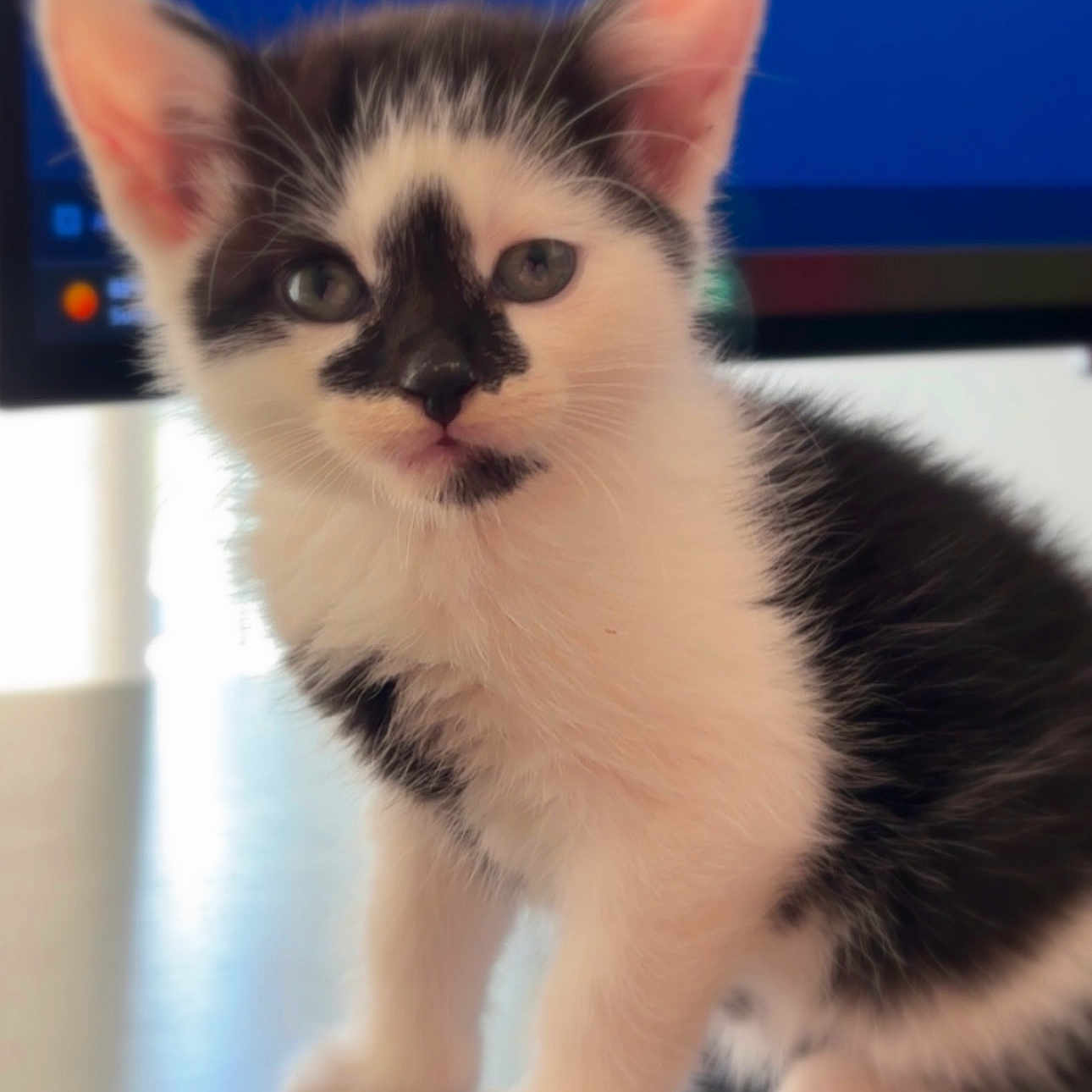Oreo joined the competition — help win amazing prizes! kitten, cat, black_and_white, feline, pet, indoor, curious, cute, small, fur, whiskers, ears, paws, young, animal, mammal, portrait, sitting, domestic, closeup