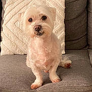 Dino participe au concours pour gagner de l'argent avec cette photo : dog, small_dog, white_dog, pet, canine, sitting, couch, pillow, indoor, fur, cute, animal, companion, looking, face, ears, paw, nose, home, cozy