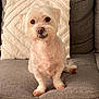 dog, small_dog, white_dog, pet, canine, sitting, couch, pillow, indoor, fur, cute, animal, companion, looking, face, ears, paw, nose, home, cozy