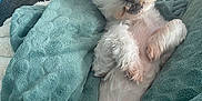 Dino participe au concours pour gagner de l'argent avec cette photo : blanket, canine, comfort, companion, cozy, cute, dog, domestic_animal, fluffy, fur, indoor, lying_down, paw, pet, relaxed, resting, sleepy, small_dog, soft, white
