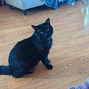 Fang joined the competition — help win amazing prizes! cat, black_cat, floor, wooden_floor, armchair, blanket, collar, bell, indoor, furniture, pet, animal, cozy, home, paw, foot, towel, relaxed, sitting, looking