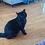 cat, black_cat, floor, wooden_floor, armchair, blanket, collar, bell, indoor, furniture, pet, animal, cozy, home, paw, foot, towel, relaxed, sitting, looking