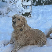 Yuna participe au concours pour gagner de l'argent avec cette photo : animal, canine, cold, dog, fluffy, frost, fur, golden_retriever, landscape, laying, mammal, nature, outdoor, pet, relaxing, serene, snow, snowy, tree, winter