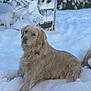 animal, canine, cold, dog, fluffy, frost, fur, golden_retriever, landscape, laying, mammal, nature, outdoor, pet, relaxing, serene, snow, snowy, tree, winter