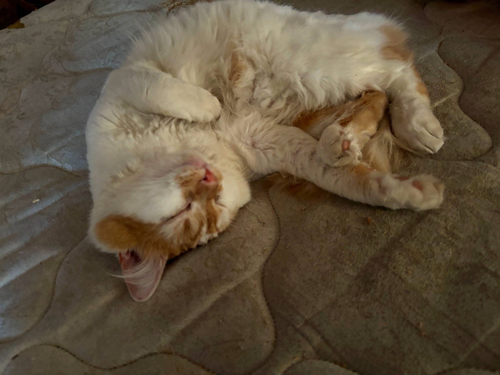 Archie is registered to the contest to win money with this photo: canidae, carnivore, cat, cat_bed, claw, comfort, companion_dog, dog_breed, domestic_short_haired_cat, fawn, felidae, flooring, foot, fur, paw, small_to_medium_sized_cats, snout, sporting_group, tail, whiskers