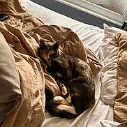 Princess is registered to the contest to win money with this photo: cat, bed, blanket, pillow, window, indoor, sleeping, cozy, fur, domestic_animal, pet, resting, natural_light, white_sheets, beige_blanket, curled_up, relaxation, feline, home, comfort