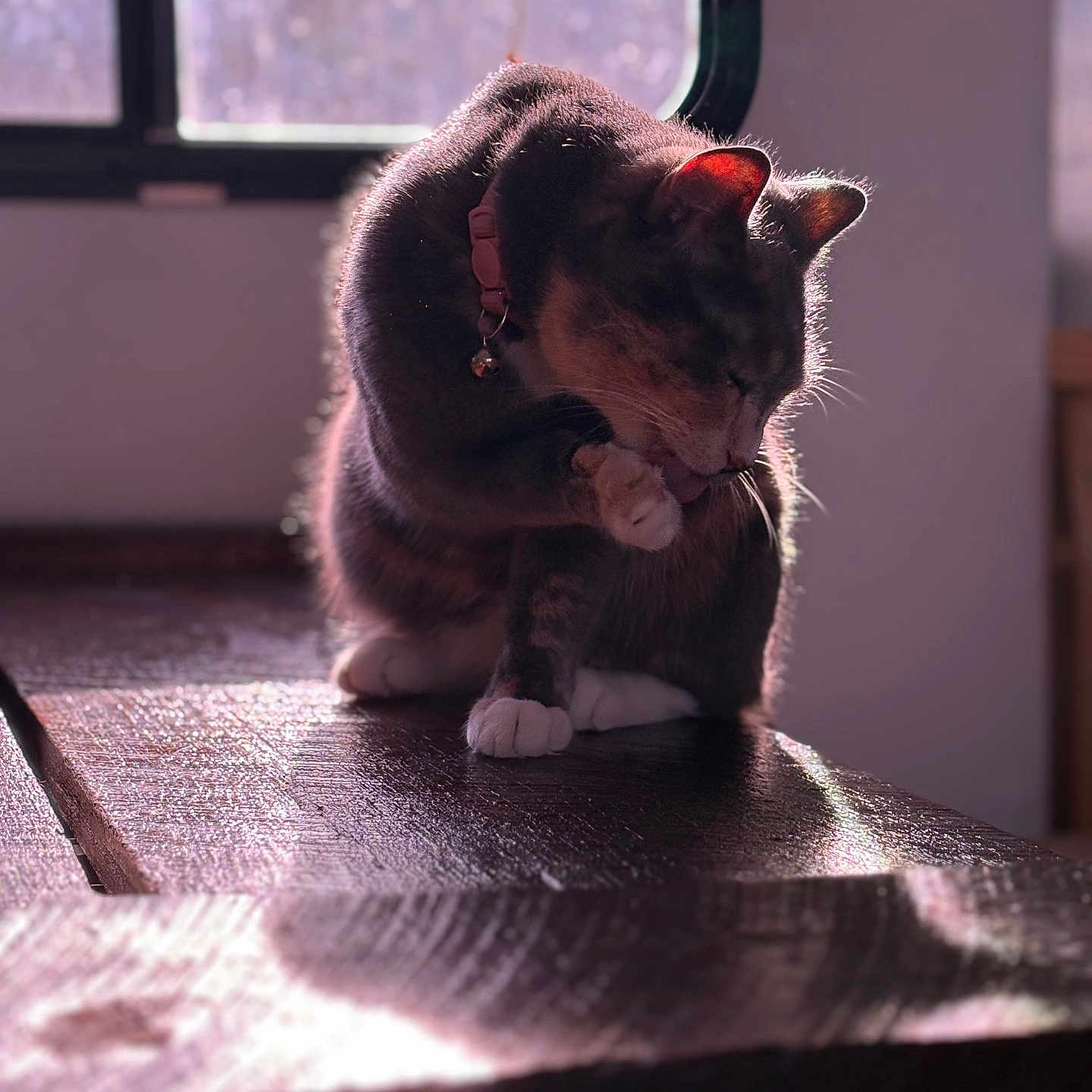 Princess joined the competition — help win amazing prizes! cat, grooming, table, sunlight, window, indoor, pet, fur, collar, paw, shadow, wood, relaxing, animal, mammal, domestic, quiet, cute, pet_accessory, natural_light