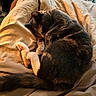 Princess joined the competition — help win amazing prizes! cat, sleeping, curled_up, blanket, indoor, cozy, fur, whiskers, paw, tail, bed, rest, pet, domestic_animal, warm_light, relaxation, comfort, animal, cute, feline