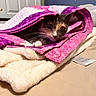 Princess joined the competition — help win amazing prizes! cat, quilt, blanket, bed, indoor, pet, animal, fur, cozy, resting, curious, whiskers, paws, fabric, colorful, textile, soft, comfort, domestic, cute