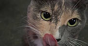 Princess is registered to the contest to win money with this photo: cat, animal, pet, feline, whiskers, tongue, green_eyes, fur, collar, bell, curious, close_up, indoor, standing, looking_up, cute, playful, mammal, domestic, portrait
