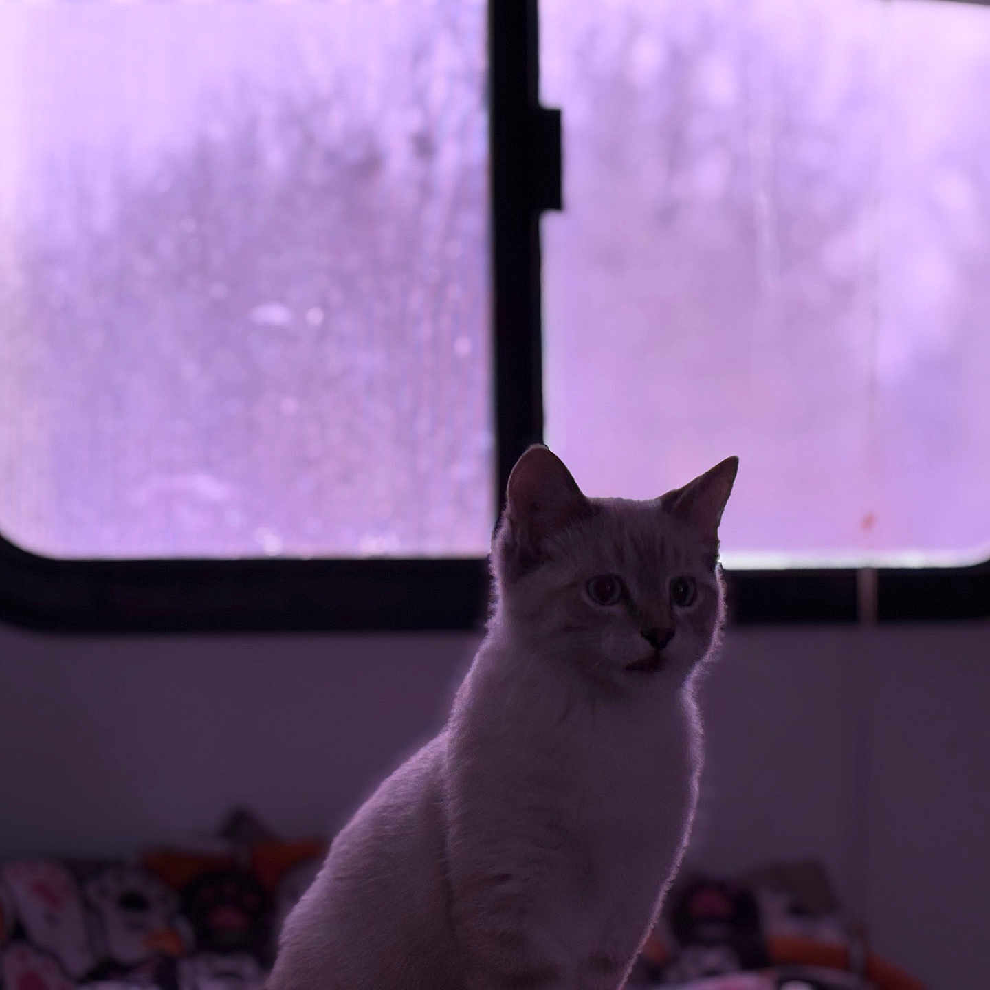 Angel Face