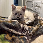Angel Face is registered to the contest to win money with this photo: kitten, cat, blanket, indoor, cozy, fur, curious, pet, animal, resting, home, cabinet, door, furniture, warm_light, cute, small, soft, domestic, relaxed