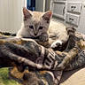 kitten, cat, blanket, indoor, cozy, fur, curious, pet, animal, resting, home, cabinet, door, furniture, warm_light, cute, small, soft, domestic, relaxed