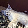 kitten, cat, sleeping, cute, fluffy, paw, fur, resting, cozy, blanket, indoor, pet, animal, closeup, comfort, adorable, peaceful, young, mammal, relaxation