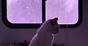 Angel Face joined the competition — help win amazing prizes! animal, blanket, calm, cat, contemplative, cozy, domestic, feline, home, indoor, patterned_blanket, pet, purple_light, quiet, resting, side_view, silhouette, soft_light, white_cat, window