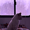 cat, white_cat, indoor, window, silhouette, purple_light, blanket, patterned_blanket, pet, quiet, cozy, resting, animal, feline, side_view, soft_light, home, domestic, calm, contemplative