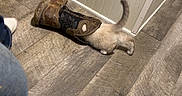 Angel Face joined the competition — help win amazing prizes! kitten, boot, floor, sock, jeans, wooden_floor, wall_panel, indoor, pet, animal, curious, exploring, tail, footwear, casual, home, domestic, cozy, small, playful