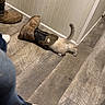 kitten, boot, floor, sock, jeans, wooden_floor, wall_panel, indoor, pet, animal, curious, exploring, tail, footwear, casual, home, domestic, cozy, small, playful