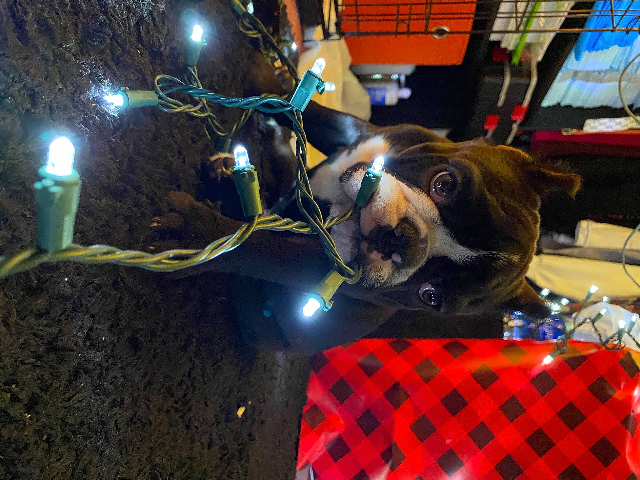 Beamer is registered to the contest to win money with this photo: canidae, carnivore, collar, dog, dog_breed, dog_collar, light_bulb, pet_supply, service, snout, sporting_group, whiskers, working_animal