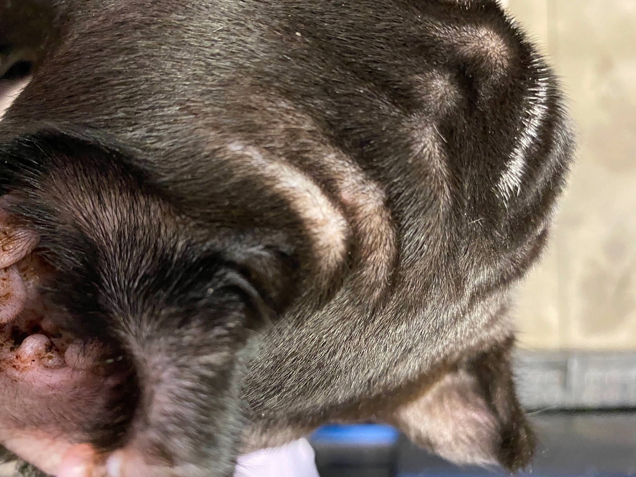 Beamer joined the competition — help win amazing prizes! canidae, carnivore, close_up, companion_dog, dog, dog_breed, fur, mammal, puppy, skin, snout, whiskers, working_animal