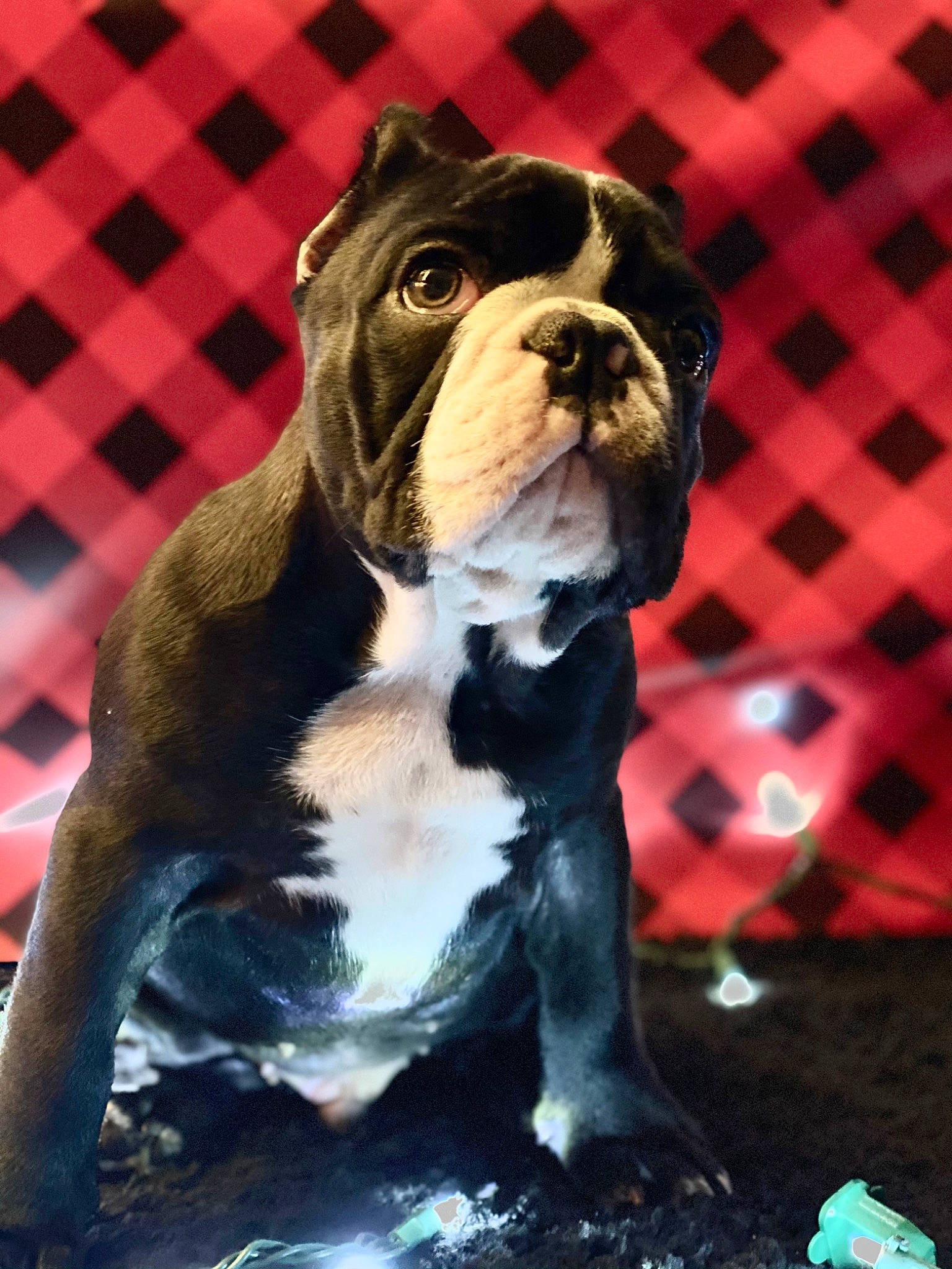 Beamer joined the competition — help win amazing prizes! bulldog, canidae, carnivore, collar, companion_dog, dog, dog_breed, dog_collar, fawn, french_bulldog, non_sporting_group, old_english_bulldog, olde_english_bulldogge, plaid, plastic_bottle, snout, terrestrial_animal, whiskers, working_animal, working_dog