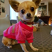 Linki a rejoint le concours — aidez-le/la à gagner de superbes lots ! carnivoran, chihuahua, companion_dog, dog, dog_breed, dog_breed_group, dog_clothes, dog_like_mammal, puppy, snout, toy_dog