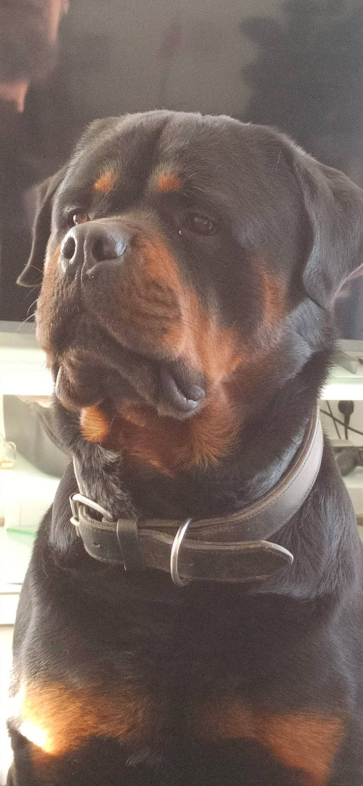 Pluton a rejoint le concours — aidez-le/la à gagner de superbes lots ! ancient_dog_breeds, canidae, carnivore, companion_dog, dog, dog_breed, fawn, fur, giant_dog_breed, liver, metal, pet_supply, snout, sporting_group, terrestrial_animal, whiskers, working_animal, working_dog