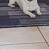 Simba a rejoint le concours — aidez-le/la à gagner de superbes lots ! dog, indoor, sunglasses, white_dog, black_spots, lying_down, tile_floor, rug, pet, cool, funny, accessory, reflective_glasses, animal, companion, domestic, relaxed, cute, portrait, household