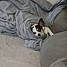 Simba a rejoint le concours — aidez-le/la à gagner de superbes lots ! dog, blanket, couch, cozy, resting, indoor, pet, fur, sleepy, comfort, snug, wrapped, relaxed, animal, domestic, home, cute, quiet, soft, ears